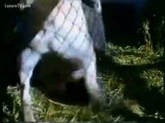 Pony copulates a farmer's daughter 